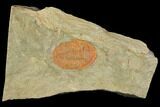 Orange, Ordovician Asaphellus Trilobite - Morocco #141862-1